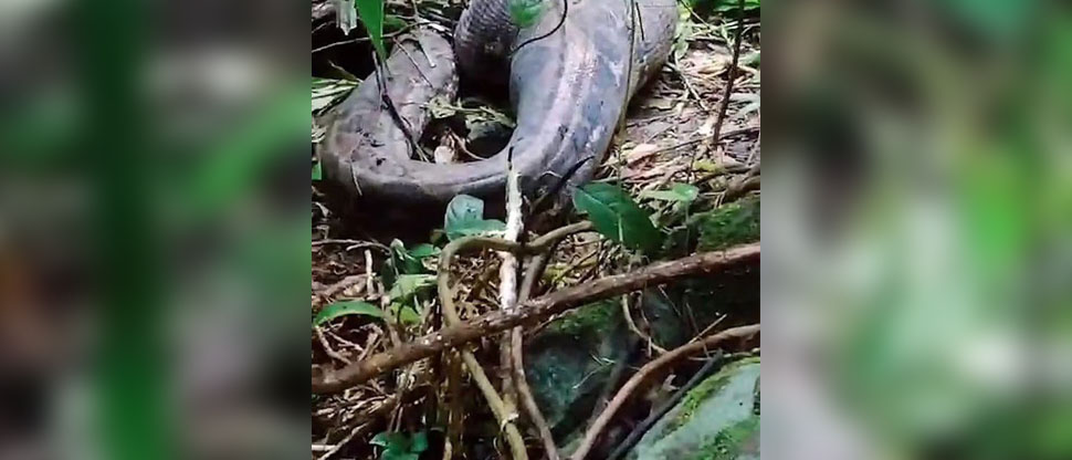 Encuentran el cuerpo de una mujer dentro de una pitón en Indonesia