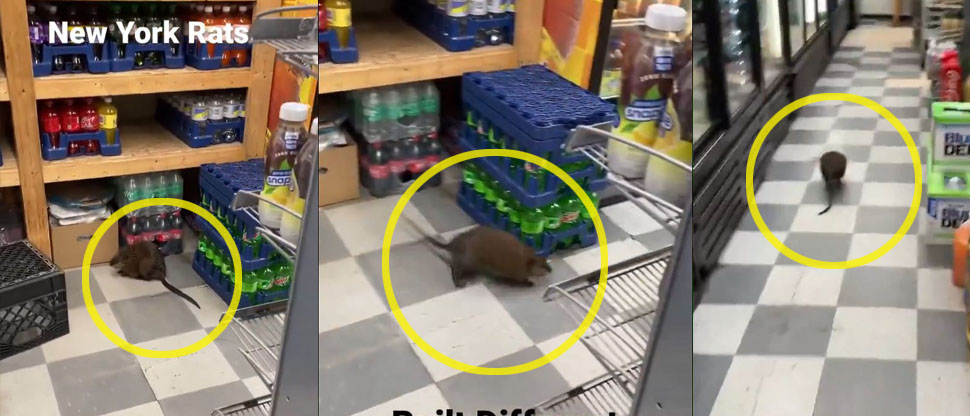 Estados Unidos: Rata gigante es captada en un market de la ciudad de New York