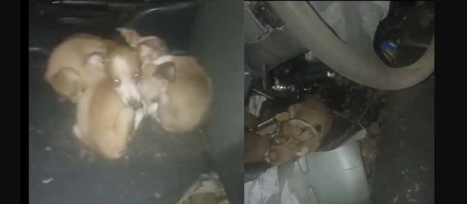 Rescatan a 6 perritos que dejaron abandonados en un automóvil