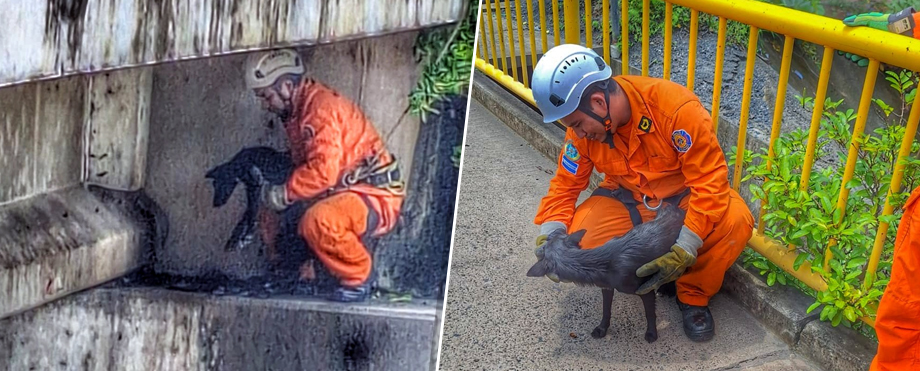 Bomberos se visten de héroes y rescatan a perrito que estaba atrapado bajo un puente