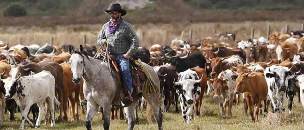 Un granjero y sus 34 vacas fallecieron al ser alcanzados por un rayo