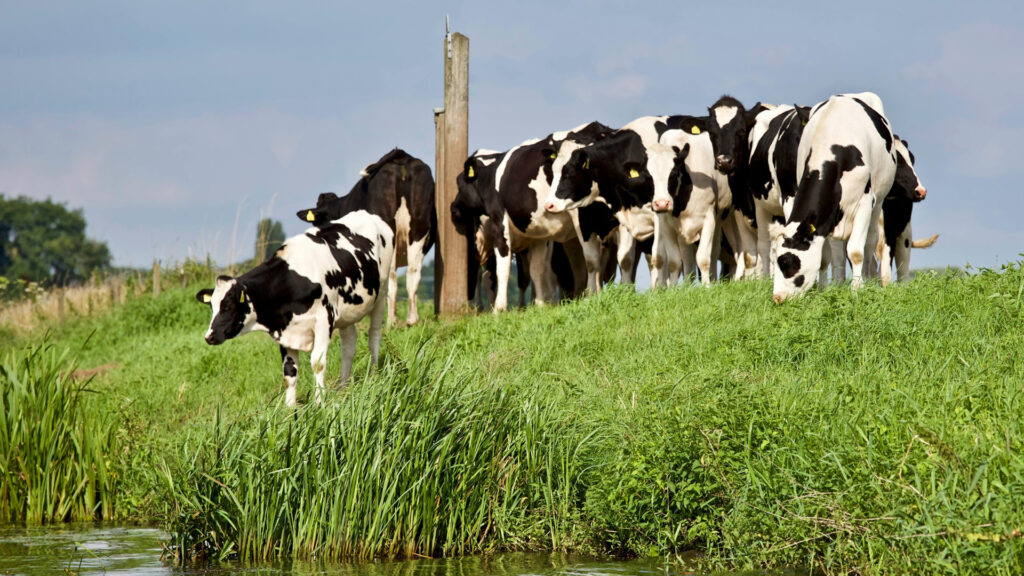 Docenas de vacas mueren en Estados Unidos tras infectarse de gripe aviar