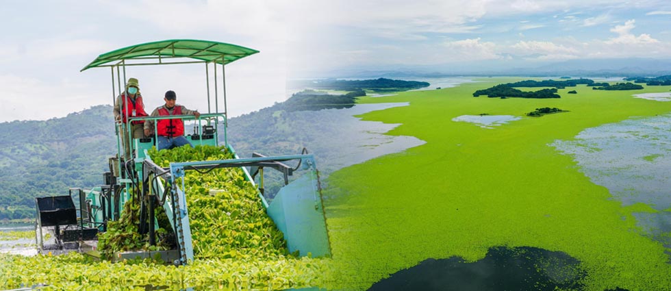 MARN limpia embalse Cerrón Grande tras proliferación de ninfa