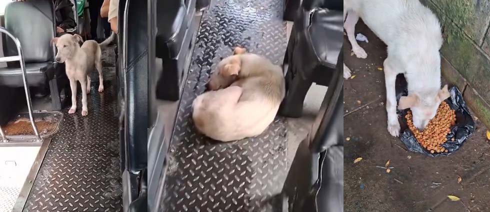 Motorista de la Ruta 38-B permite a perrito pasar la lluvia en la unidad y luego le compra comida