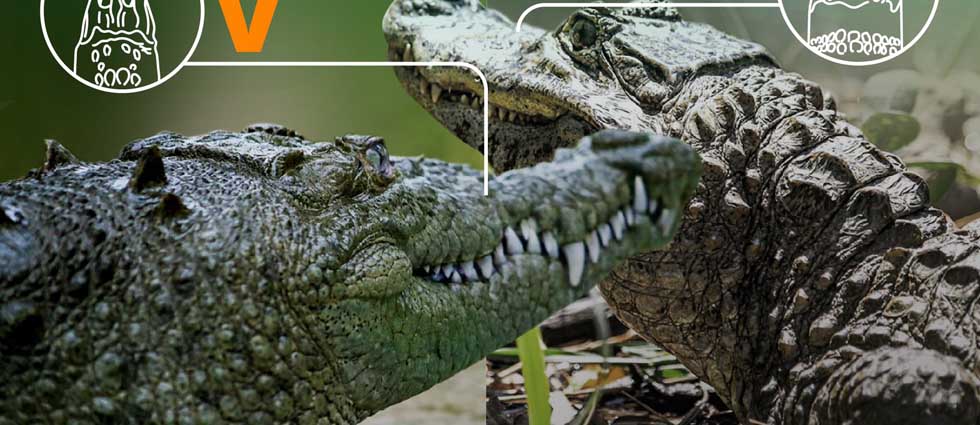 ¿Confundes a un caimán con un cocodrilo? Estas son sus diferencias, por si ves un ejemplar en El Salvador