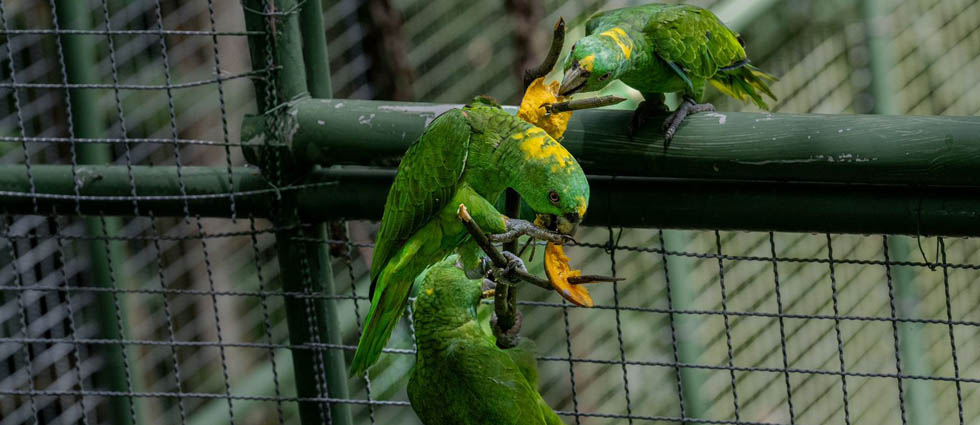 Realizan primera liberación de loras nuca amarilla rescatadas del tráfico y tenencia ilegal