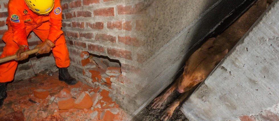 Rescatan a perrito tras quedar atrapado entre las paredes de una vivienda