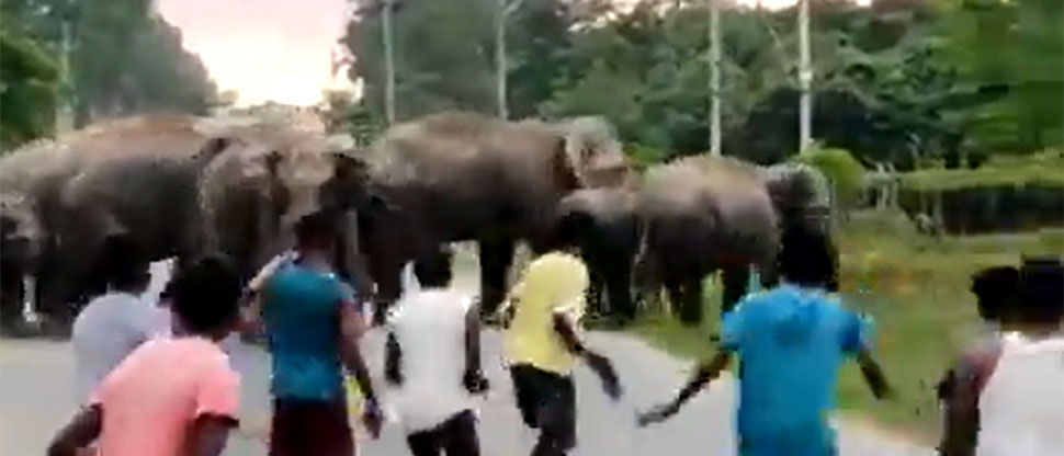 Elefante aplasta a joven que le arrojó piedras y atacó a su manada cuando cruzaban una calle 