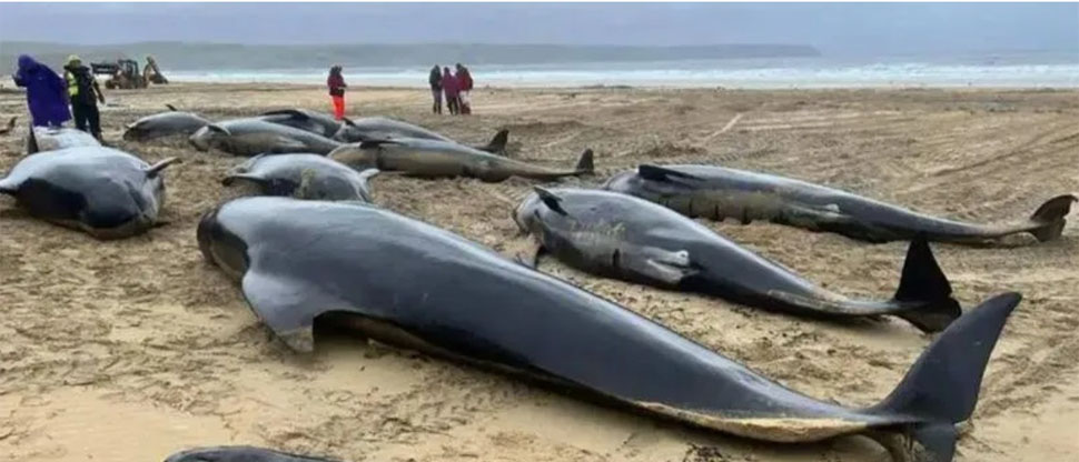 Escocia: más de 70 ballenas piloto quedan varadas en playa de la isla Sanday