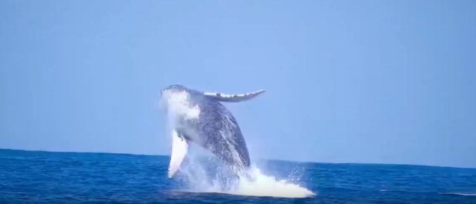 ¿Por qué cada 23 de Julio se denomina el día mundial de las Ballenas y los Delfines?