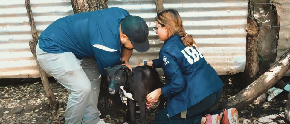 Capturan a mujer por maltratar a sus perritos y mascotas son rescatadas por el IBA