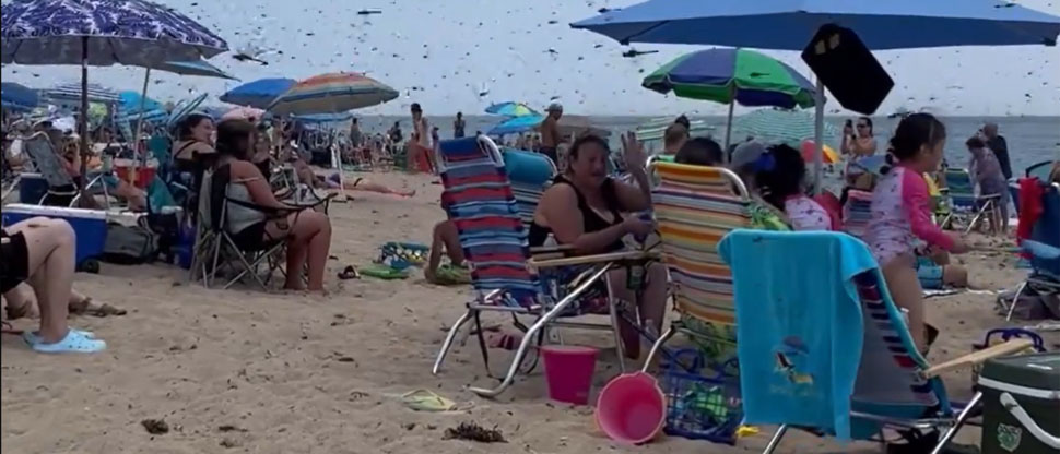 ENJAMBRE APOCALÍPTICO: Captan cuando libélulas enormes invaden playa en EEUU
