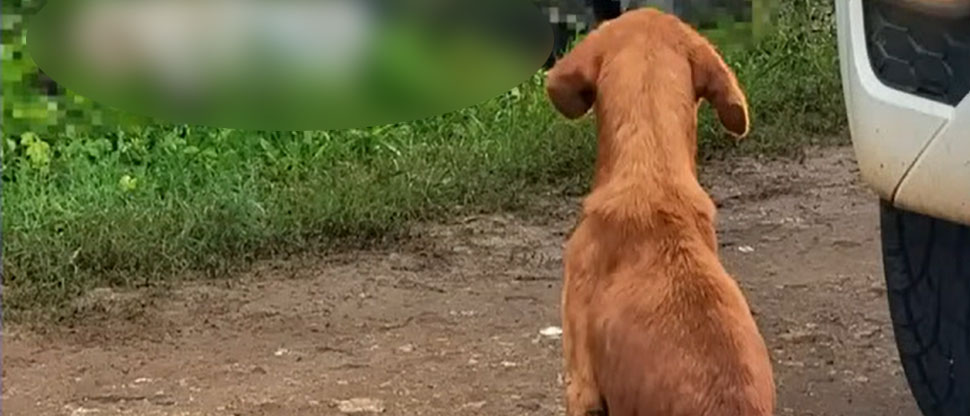 HONDURAS: Perrito pide ayuda después que desconocidos atacaron a su dueño, el hombre falleció