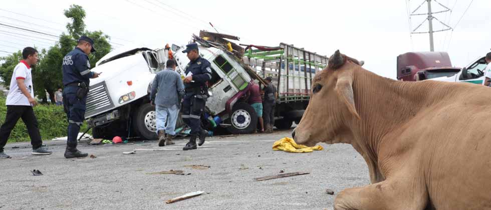 Dos personas lesionadas y tres vacas heridas tras aparatoso choque en carretera de Oro