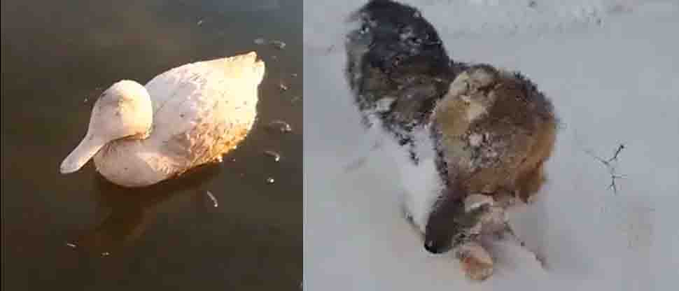 ARGENTINA: extremo frío congela animales en la Patagonia