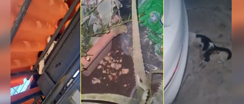 Denuncian a mujer que asegura envenenará a todos los gatitos de su colonia en Apopa