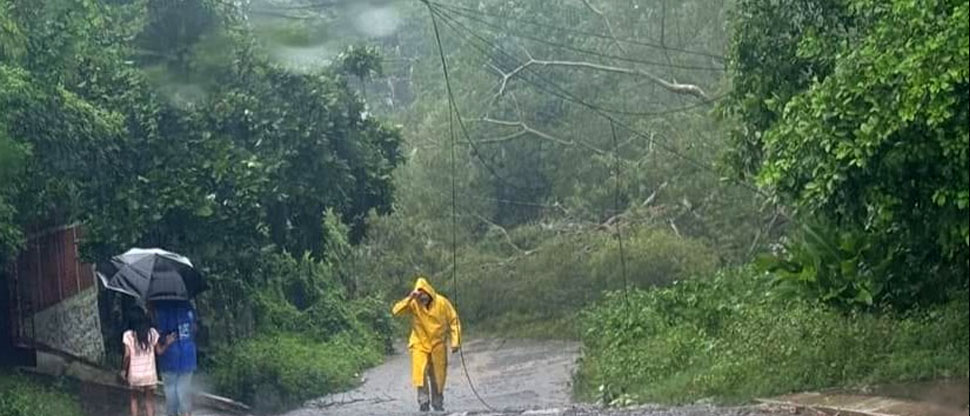 Árbol de gran tamaño cae en una calle principal de Usulután  