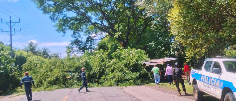 Reportan árbol caído en carretera Litoral, Usulután