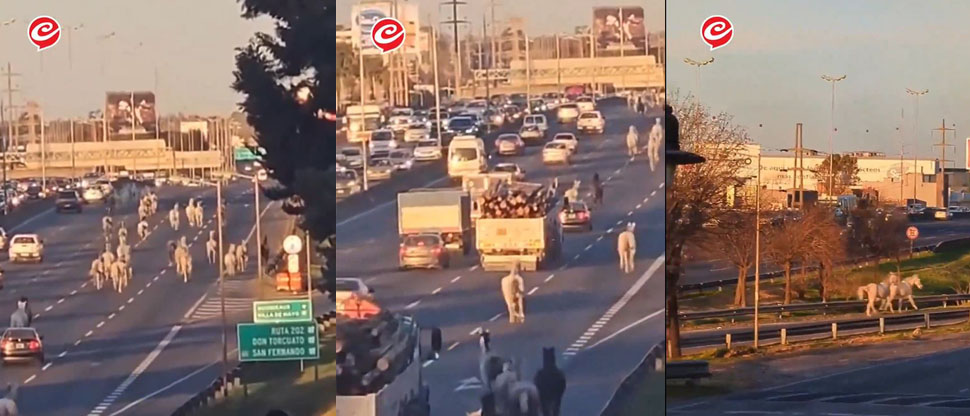 ARGENTINA: Decenas de caballos recorrieron la carretera Panamericana