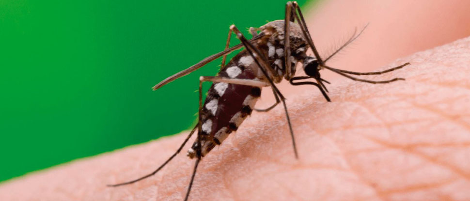 HONDURAS: Autoridades registran 147 fallecidos por dengue