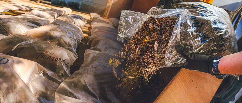 Fiscalía coordina destrucción de droga incautada con valor comercial de más de $129 mil