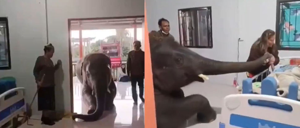 INDIA: La emotiva despedida en un hospital de un elefante a su cuidador