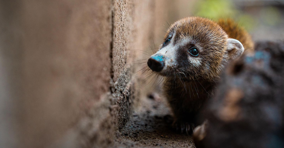 Así se recupera ejemplar de pezote que fue rescatado en una calle de La Paz