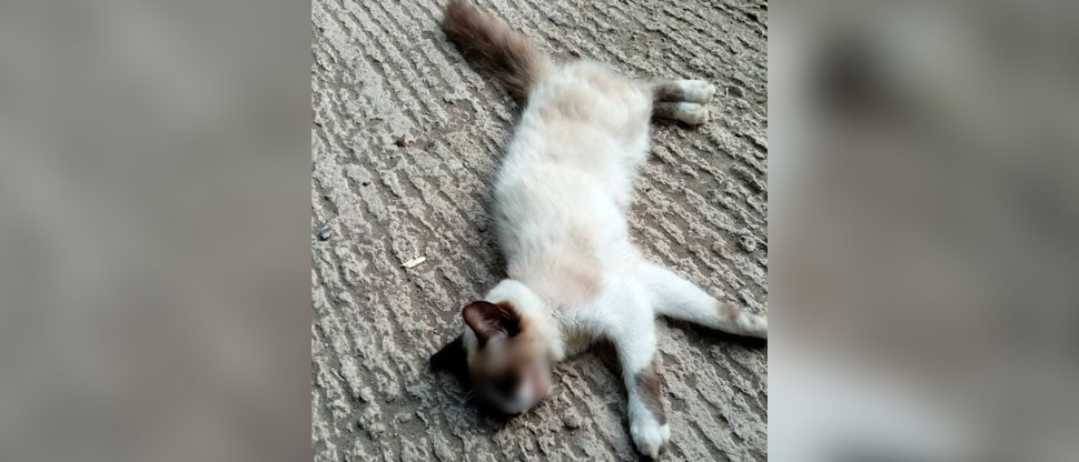 Denuncian a personas desalmadas que han envenenado a varios gatitos