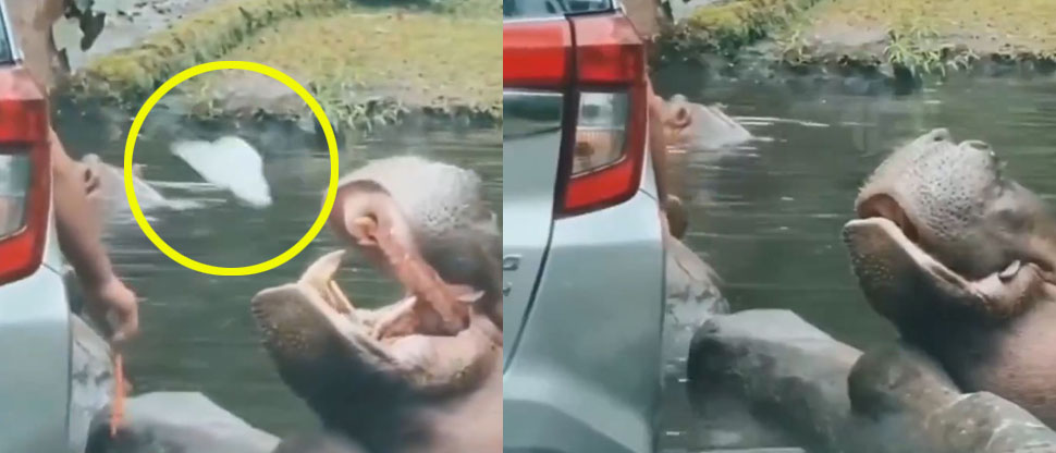 INDONESIA: Turista lanza bolsa plástica a hocico de hipopótamo en safari