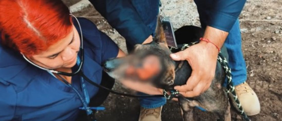 IBA rescata a perrita que fue quemada en su rostro
