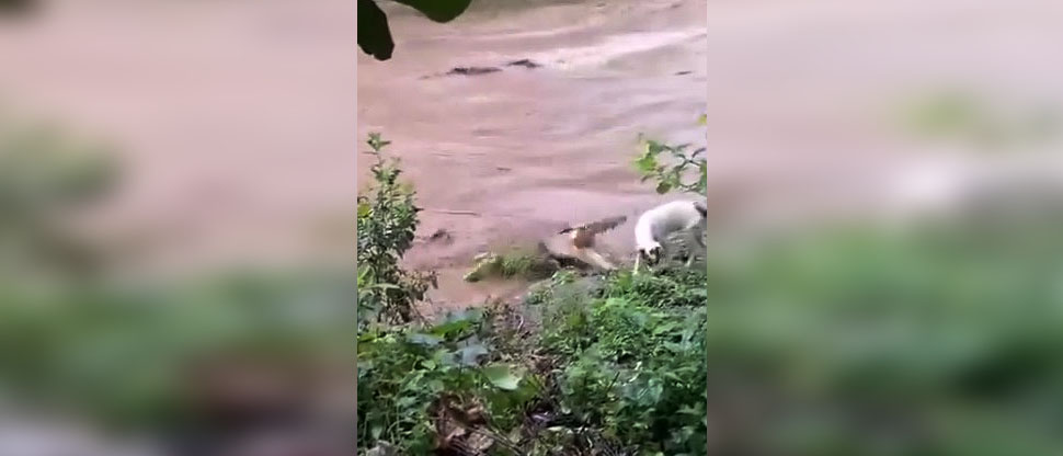Captan el momento cuando cocodrilo se come a un perro  