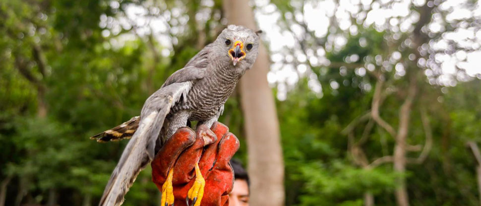 Ministerio del Medio Ambiente libera varias especies silvestres en su hábitat natural