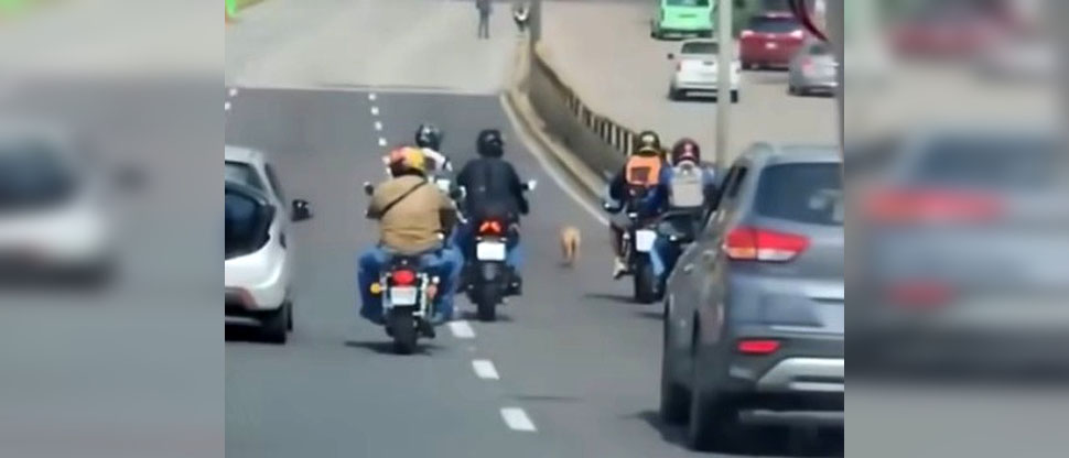 Motociclistas paralizan el tráfico para evitar que perrito sea atropellado