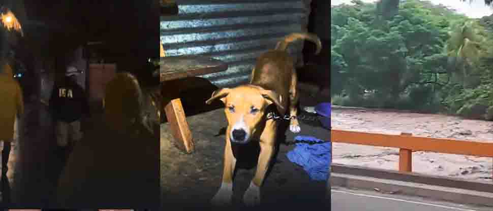 Sin importar la lluvia: personal de IBA rescata a perrito que estaba cerca del río Majahual