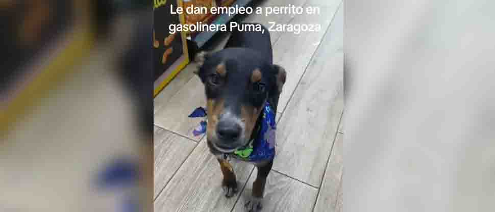 Personal de una gasolinera en Zaragoza adopta un perrito callejero