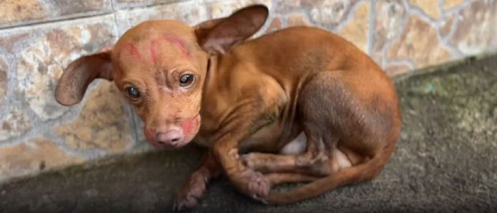 IBA rescata perrito chihuahua que fue brutalmente golpeado en Ahuachapán