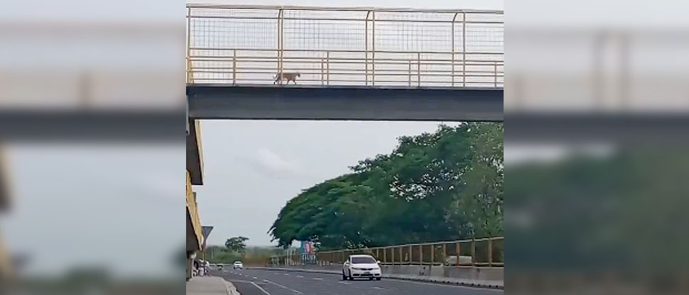 Perrito da lección a las personas sobre el uso correcto de las pasarelas