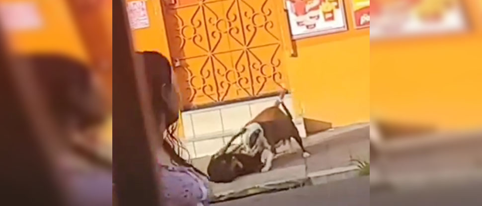 Denuncian a dueño de dos pitbulls agresivos que quedan sueltos en la calle