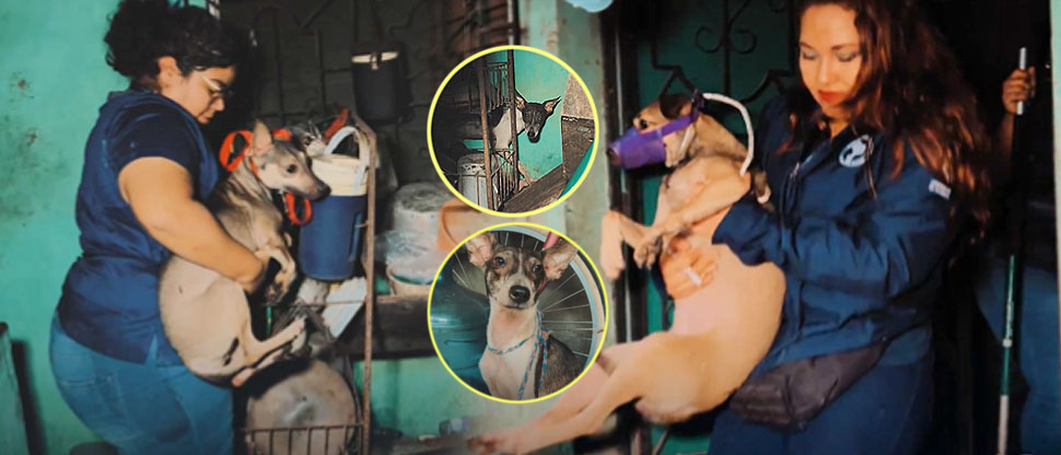 IBA rescata varios perritos que quedaron abandonados tras fallecer su dueña