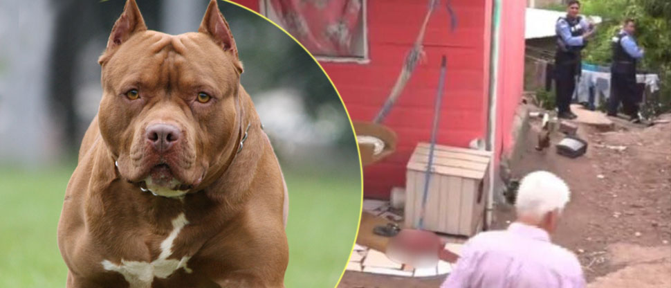 Honduras: Hombre muere tras ser atacado por su propio perro pitbull