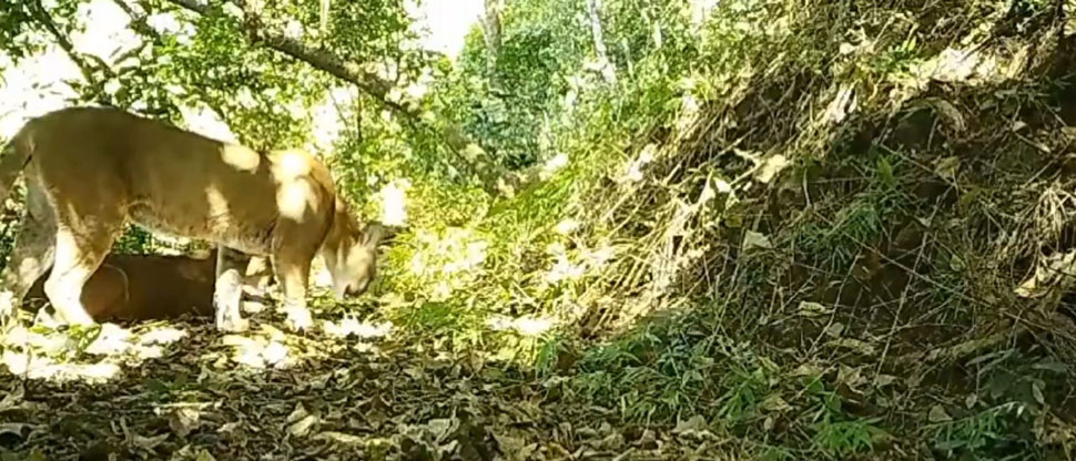 Cámaras ocultas captan a pareja de pumas en pleno cortejo en un área natural protegida