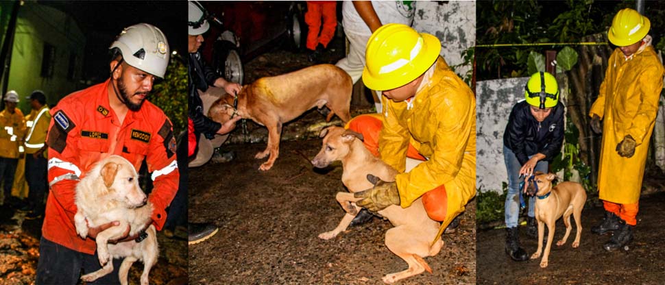 Rescatan a 115 perritos tras caída de árbol en albergue de mascotas