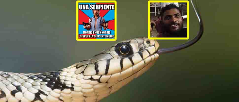 Al estilo de Chuck Norris: serpiente muere tras ser mordida por un hombre