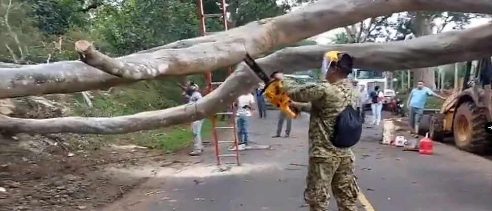 Militares colaboran en retirar árbol caído en San Miguel