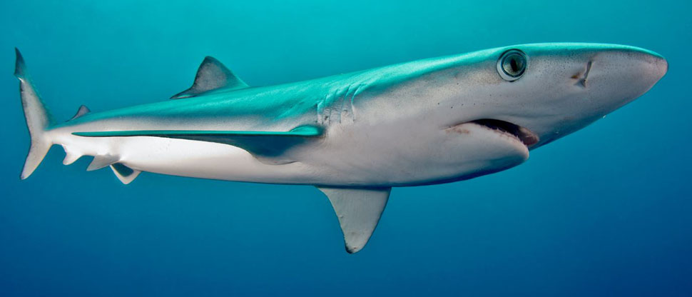 BRASIL: Investigadores descubren rastros de cocaína en músculos e hígado de 13 tiburones