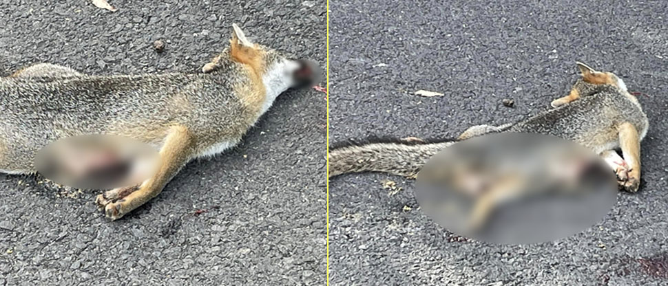 Atropellan a zorro gris en Chalatenango y pobladores piden a conductores cuidar la fauna