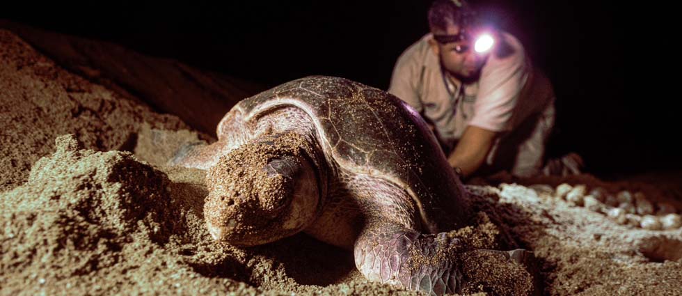 MARN traslada a un vivero 78 huevos que desovó una tortuga golfina