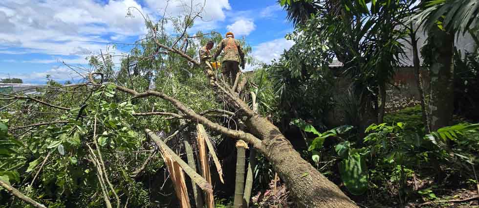 Militares remueven árbol que cayó sobre una vivienda en Cuscatlán