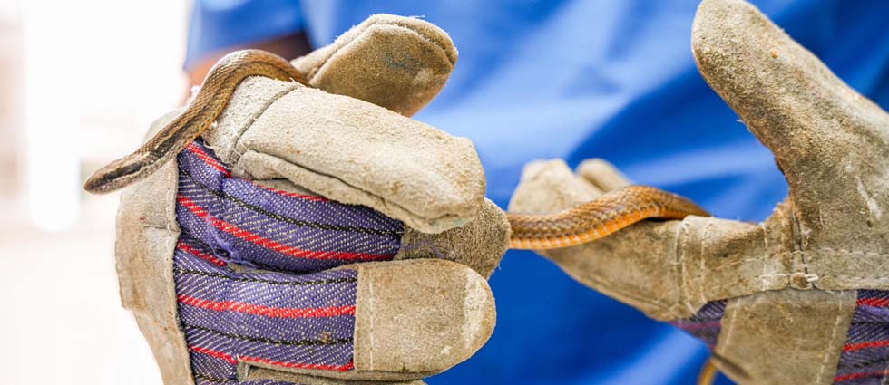 MARN da atención a serpiente ratonera para que pronto vuelva a su hábitat natural