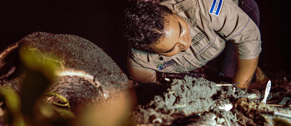 MARN extrae 91 huevos de tortuga golfina y los traslada a un lugar seguro